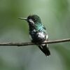 green_thorntail